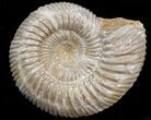 Perisphinctes Ammonite Fossil In Display Case #40015-1